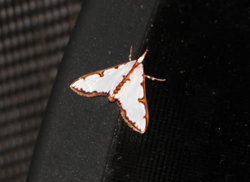Cirrhochrista aetherialis